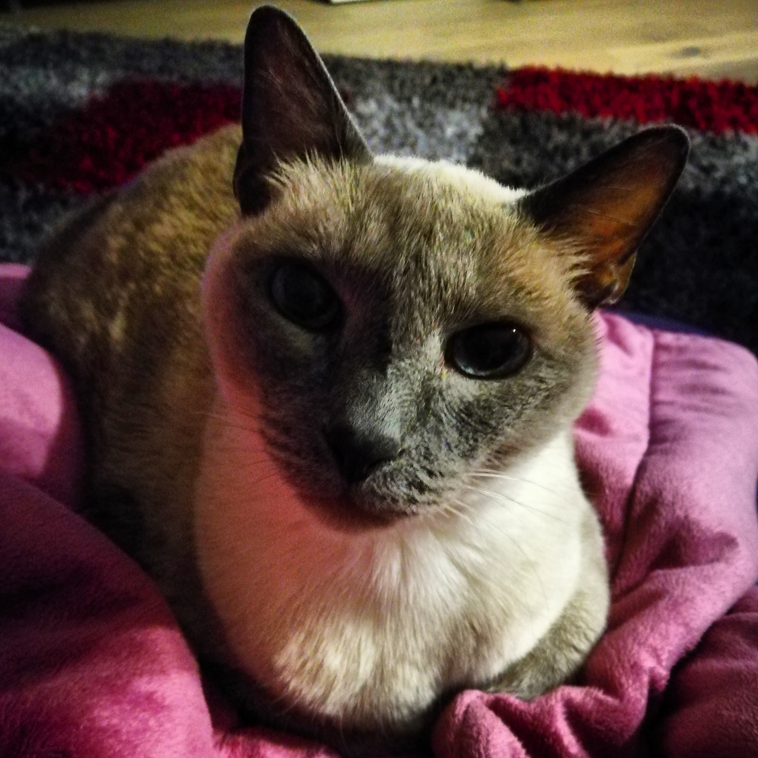 IMG_20180113_191251_183 (1)